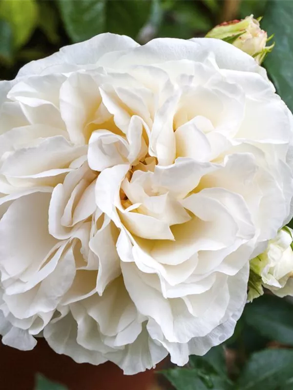 Historische Strauchrose 'Boule De Neige'