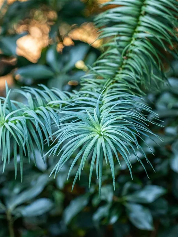 Blaue Spießtanne 'Glauca'