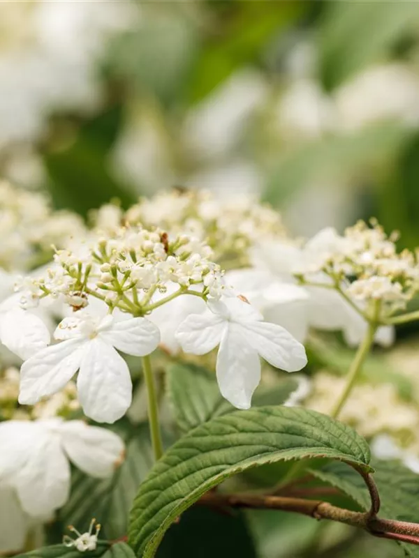 Japanischer Schneeball 'Kilimandjaro'®