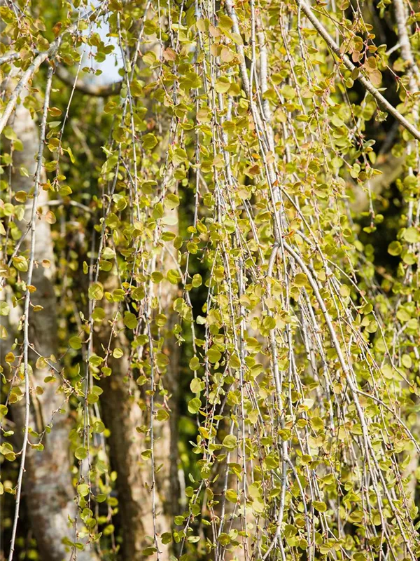 Hängender Katsurabaum 'Pendulum'