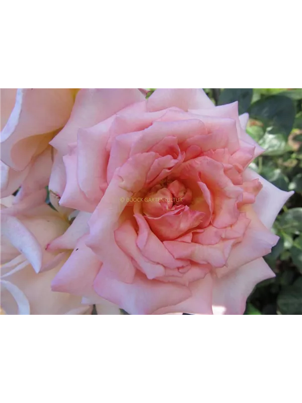 Kletterrose 'Compassion'