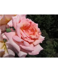 Kletterrose 'Compassion'