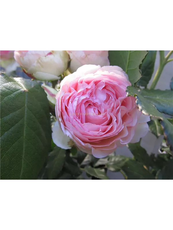 Strauchrose 'Eden Rose 85'