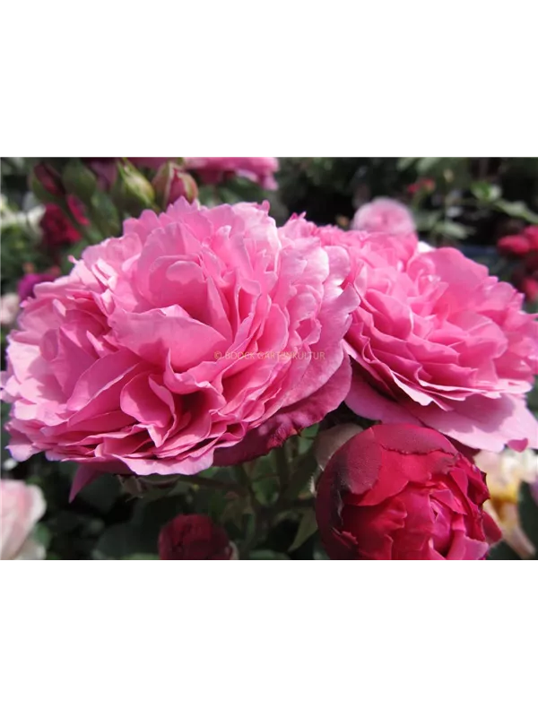 Beetrose 'Kaffe Fassett'®