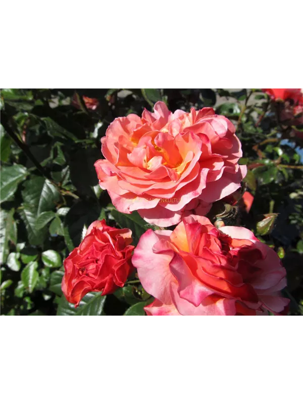 Beetrose 'Marie Curie'