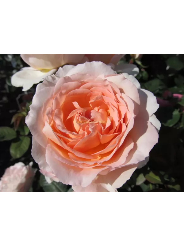 Beetrose 'Märchenzauber'