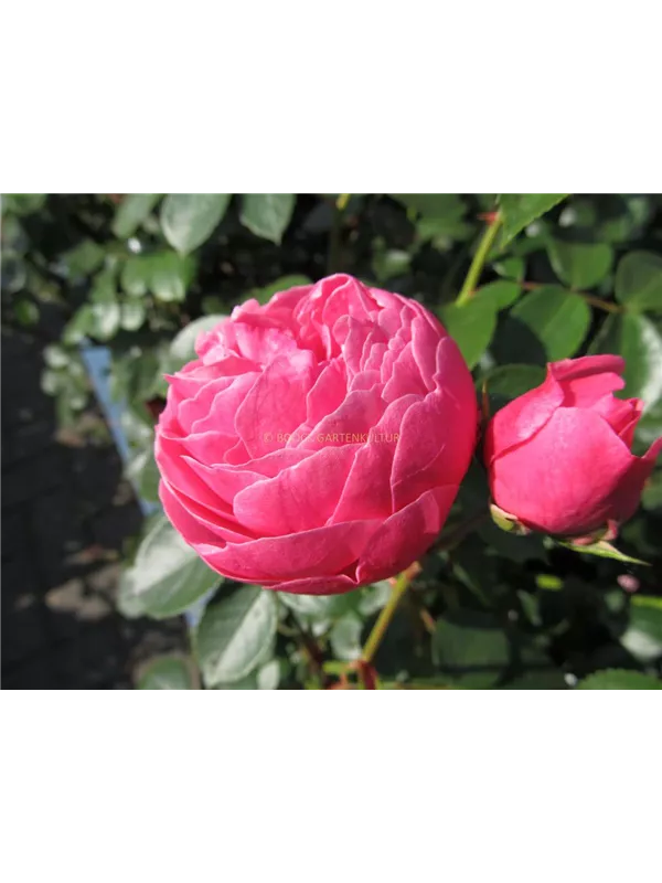 Beetrose 'Pomponella'