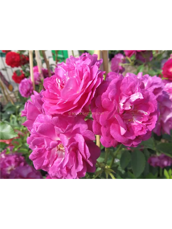 Kletterrose 'Rosengarten Zweibrücken'