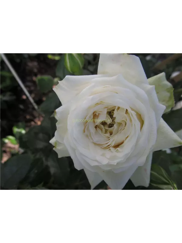 Kletterrose 'Alaska'