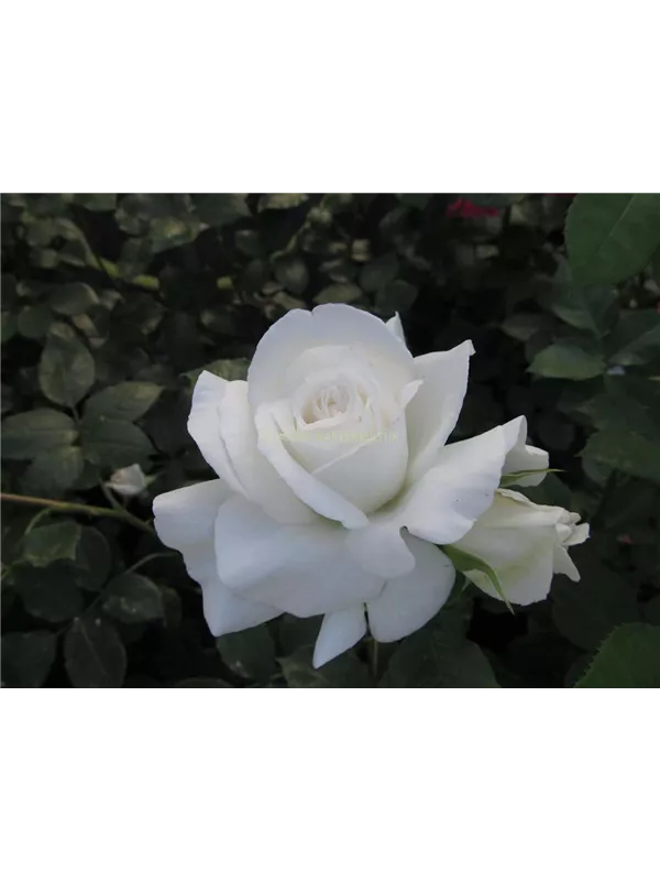 Edelrose 'Annapurna'