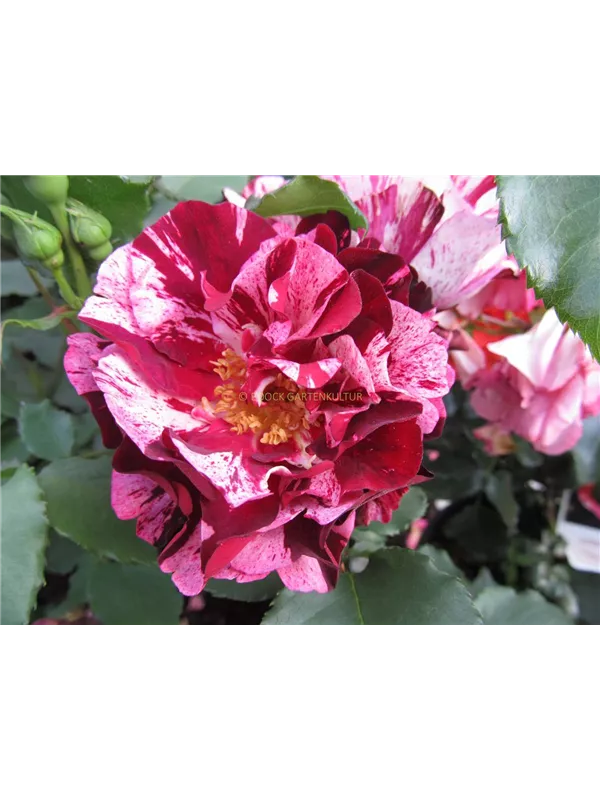 Beetrose 'Art Nouveau'