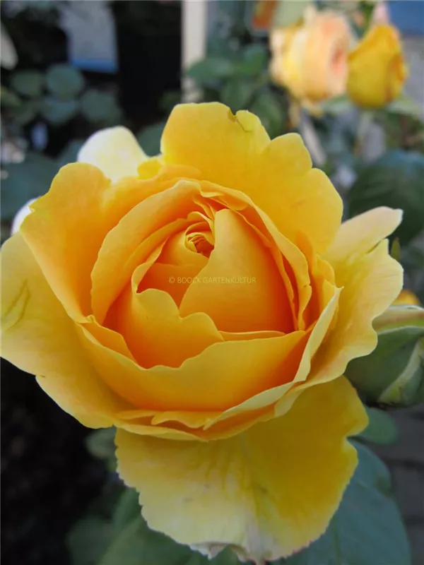 Edelrose 'Candlelight'