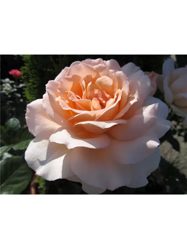 Edelrose 'Chandos Beauty'®