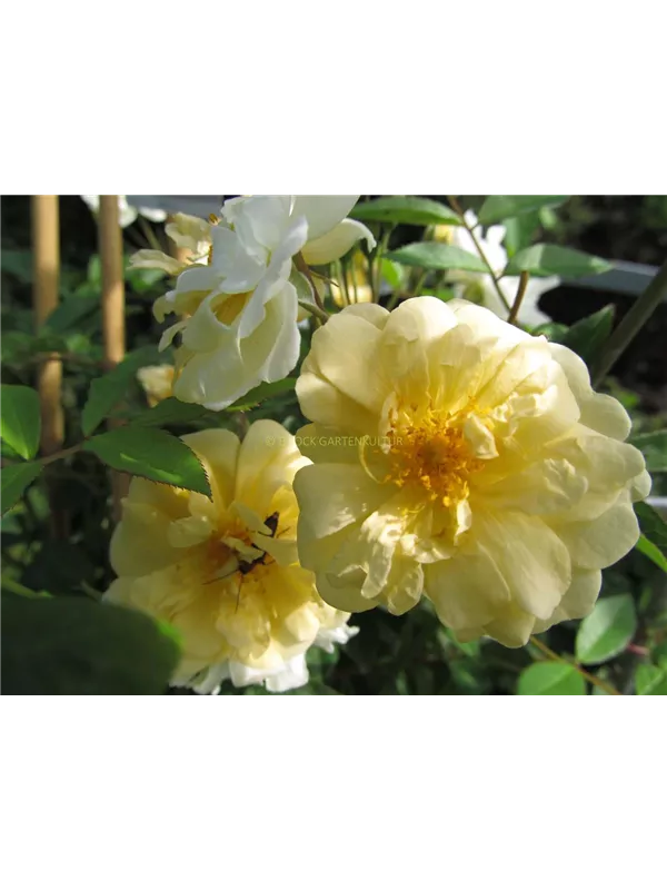 Ramblerrose 'Christine Hélène'