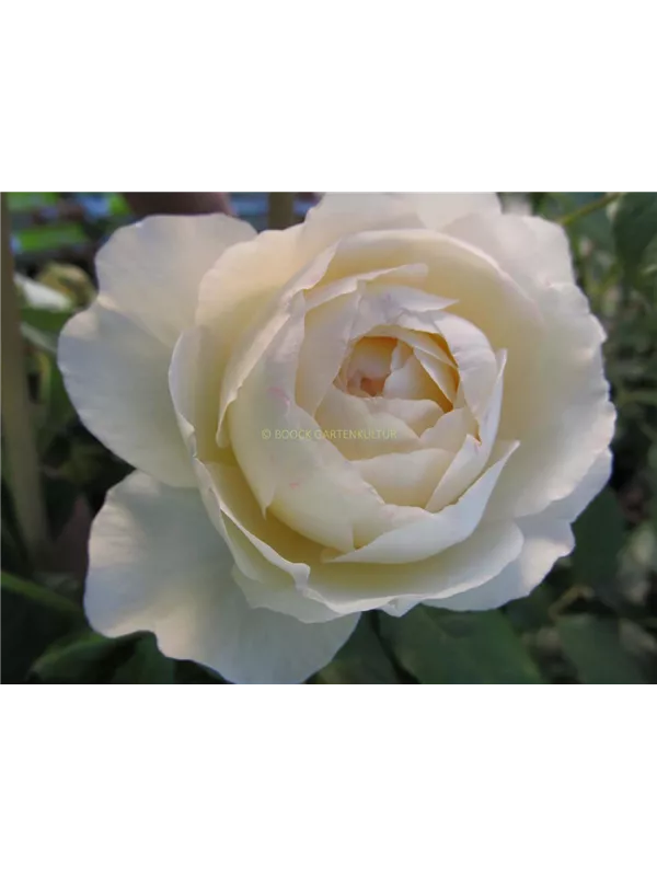 Englische Strauchrose 'Claire Austin'