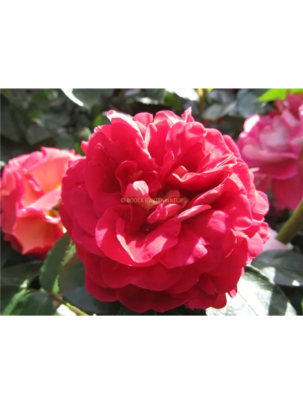 Beetrose 'Die Sehenswerte'