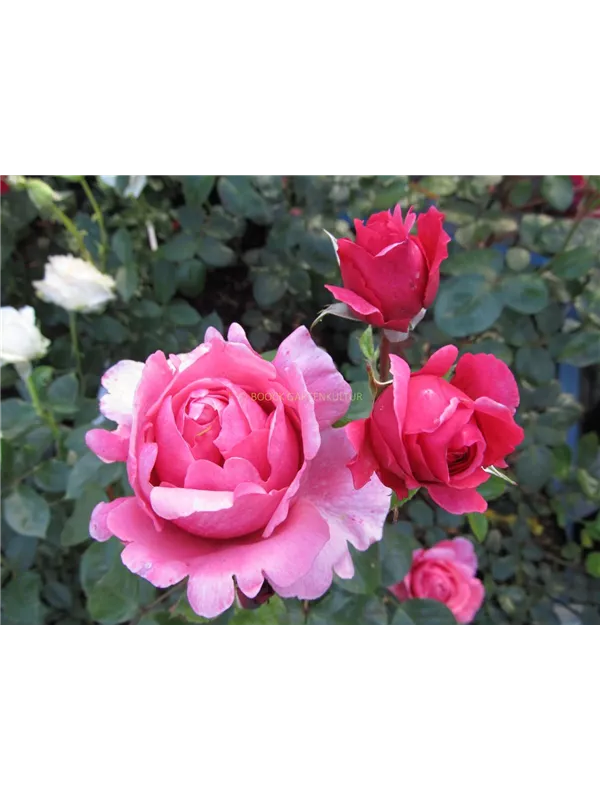 Edelrose 'Elbflorenz'