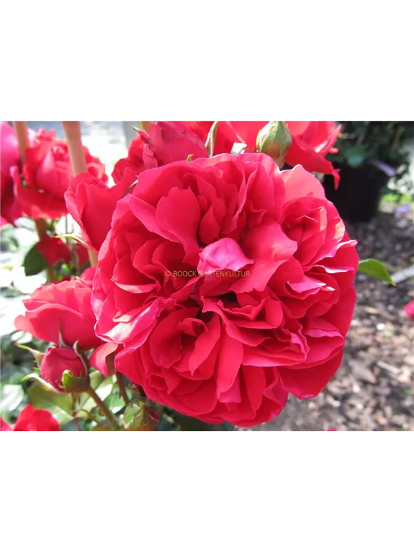 Kletterrose 'Florentina'