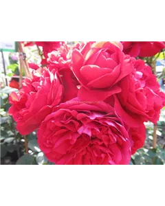 Kletterrose 'Florentina'