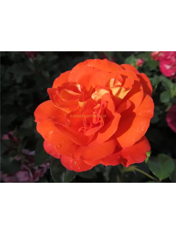 Beetrose 'Gebrüder Grimm'