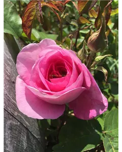 Englische Strauchrose 'Gertrude Jekyll'