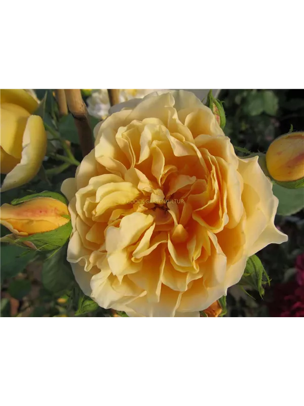 Englische Strauchrose 'Graham Thomas'®