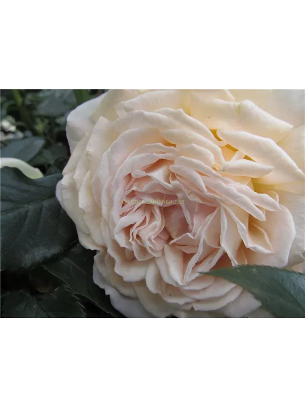 Edelrose Parfuma® 'Großherzogin Luise'®