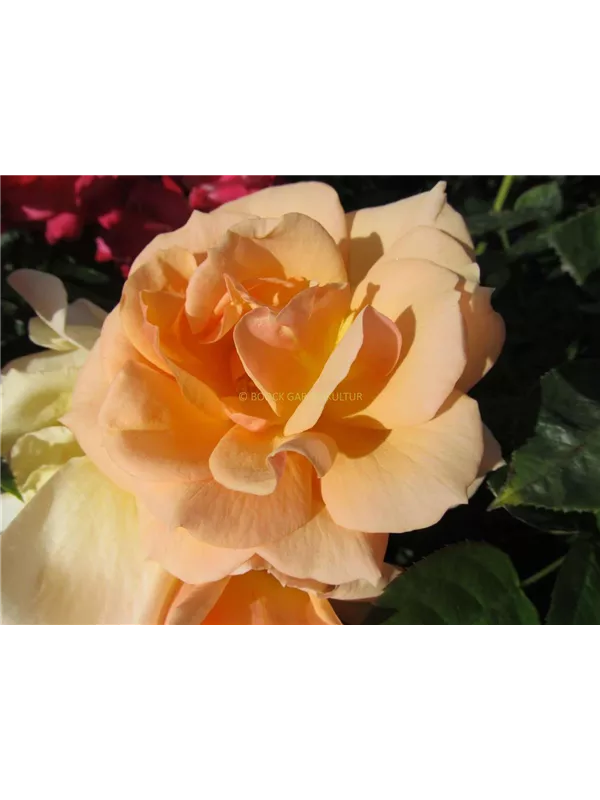 Beetrose 'Hansestadt Rostock'