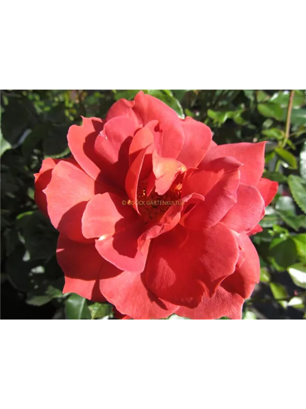 Beetrose 'Hot Chocolate'