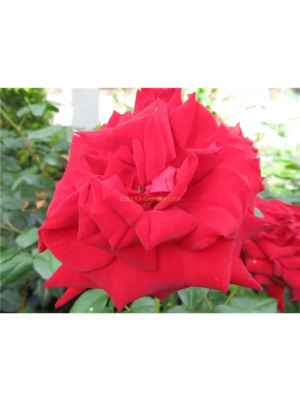 Edelrose 'Ingrid Bergmann'