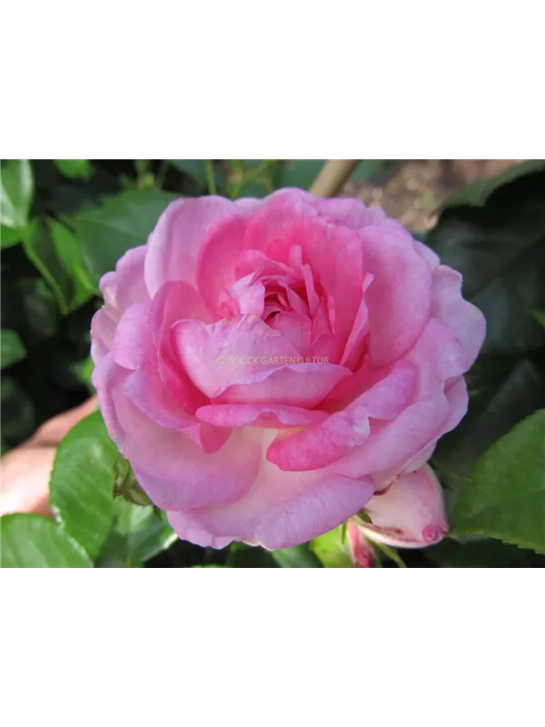 Kletterrose 'Jasmina'