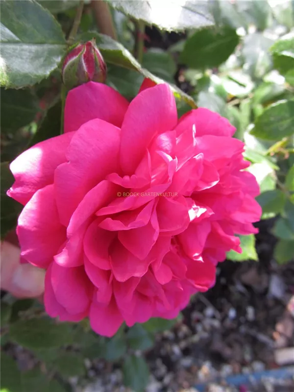 Kletterrose 'Laguna'