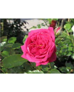 Kletterrose 'Laguna'