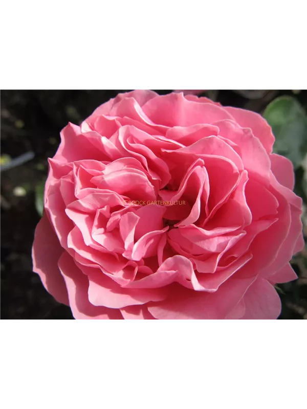 Beetrose 'Leonardo da Vinci'®