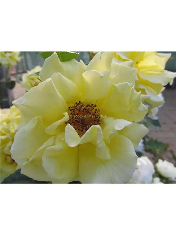 Strauchrose 'Lichtkönigin Lucia'