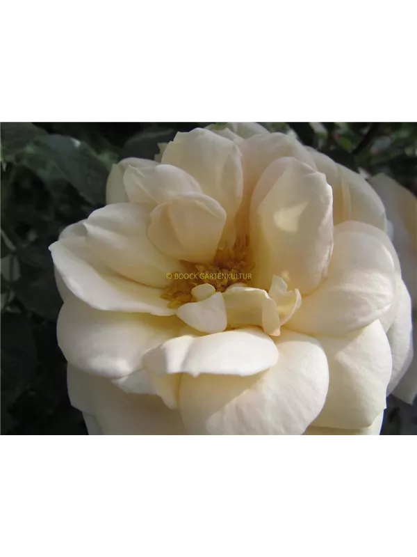 Beetrose 'Lions-Rose'