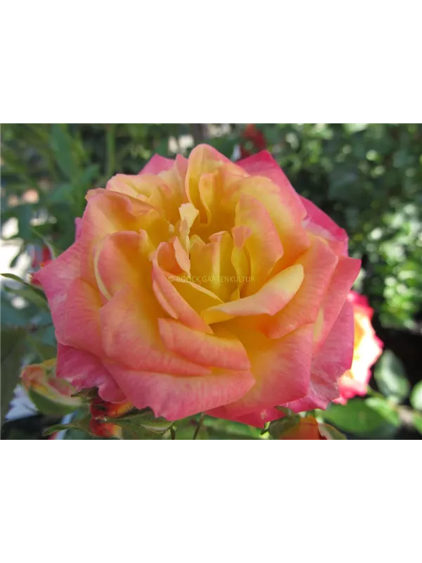 Zwergrose 'Little Sunset'