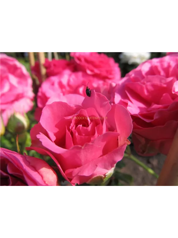 Kletterrose 'Maritim'