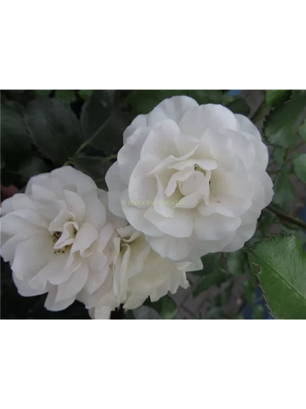 Beetrose 'Martin Luther'