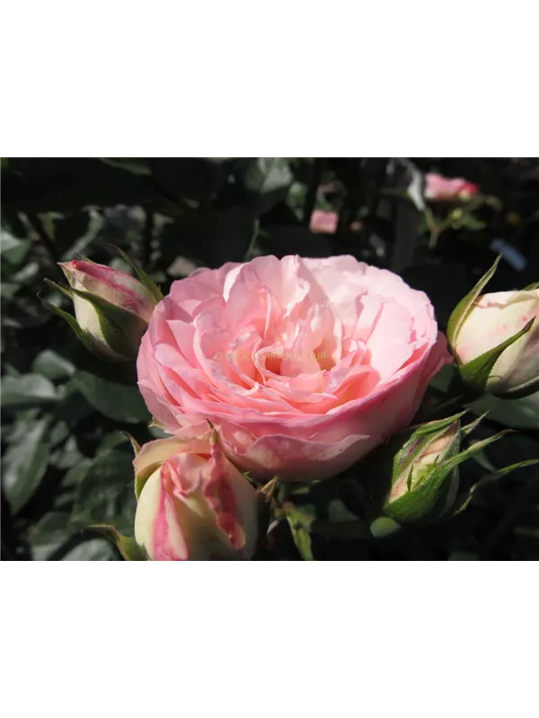 Kletterose 'Mini Eden Rose'