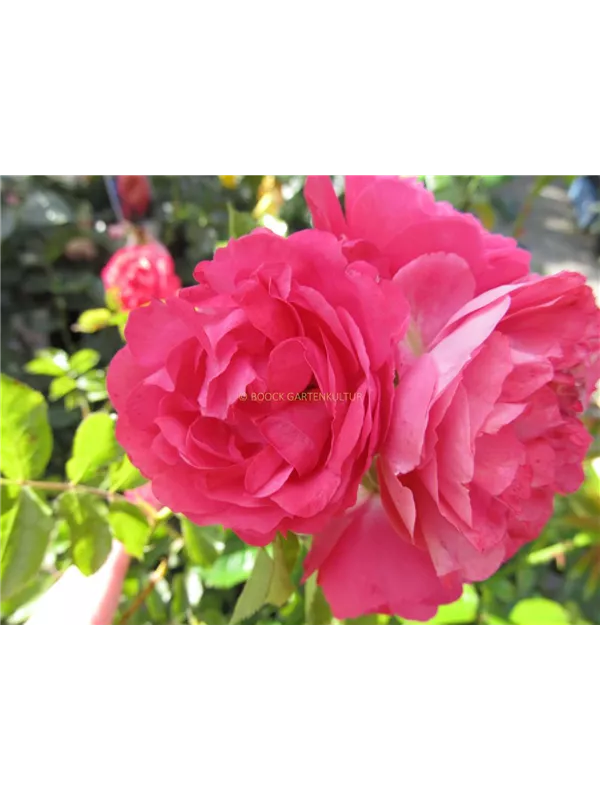 Beetrose 'Moin Moin'