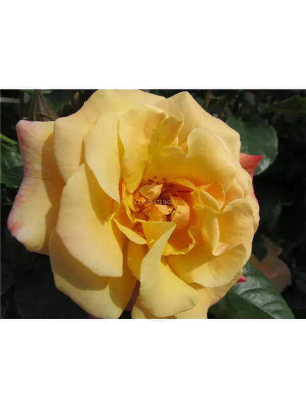 Kletterrose Moonlight'