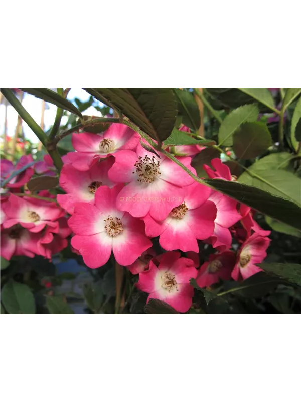 Strauchrose 'Mozart'