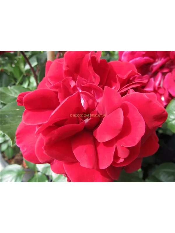 Kletterrose 'Naheglut'