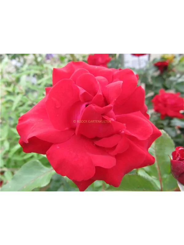 Beetrose 'Nina Weibull'