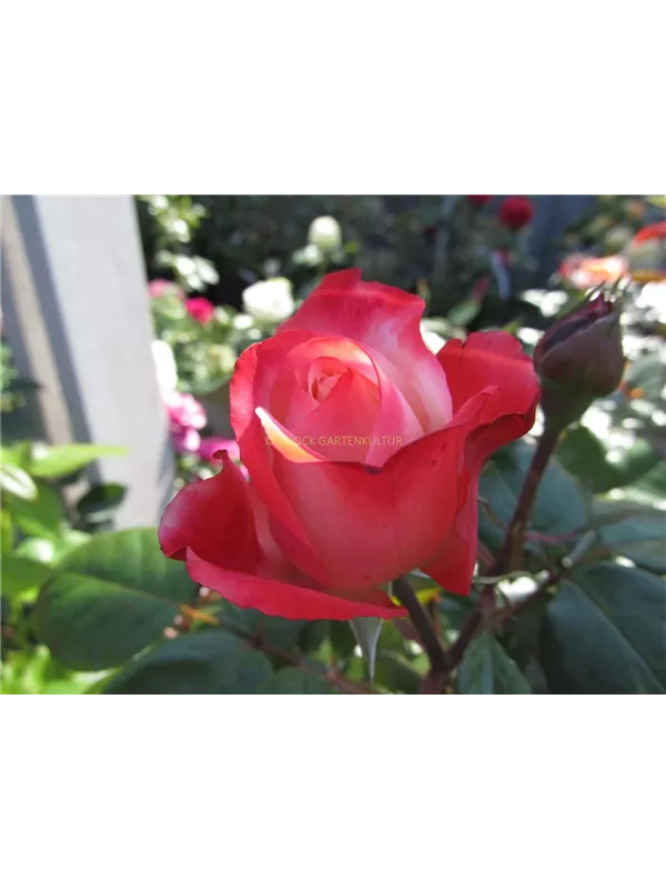 Edelrose 'Nostalgie'