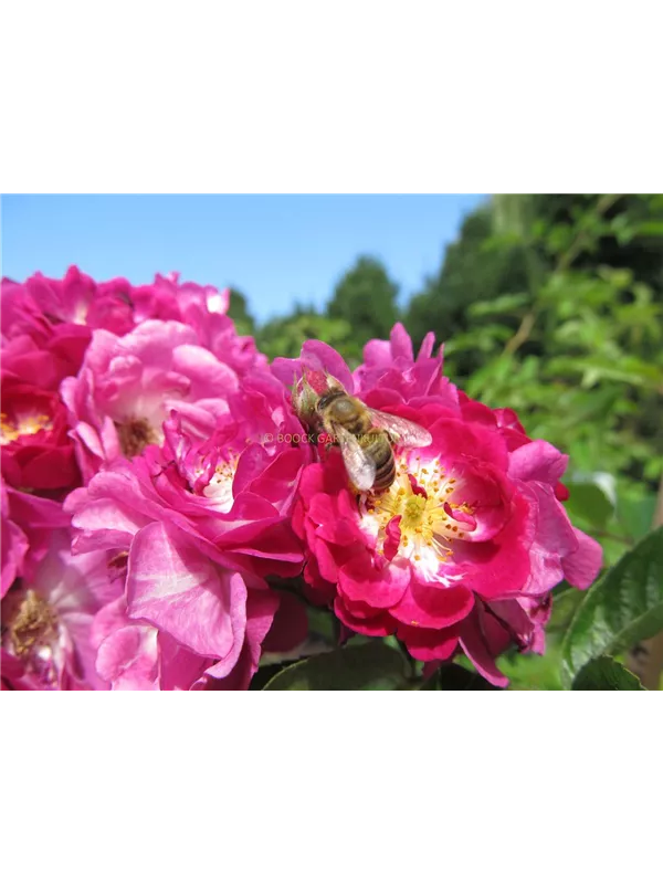 Ramblerrose 'Perennial Blue'