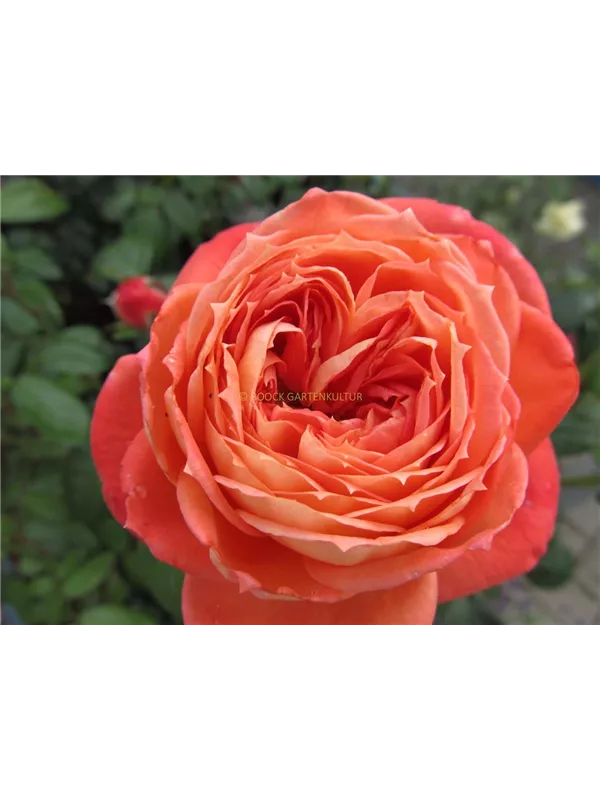 Beetrose 'Queen Of Hearts'