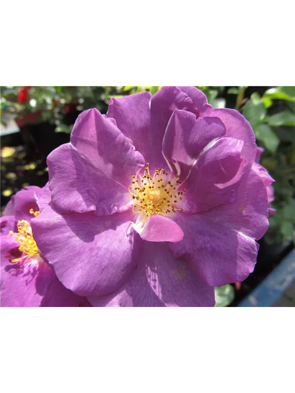 Beetrose 'Rhapsody in Blue'®