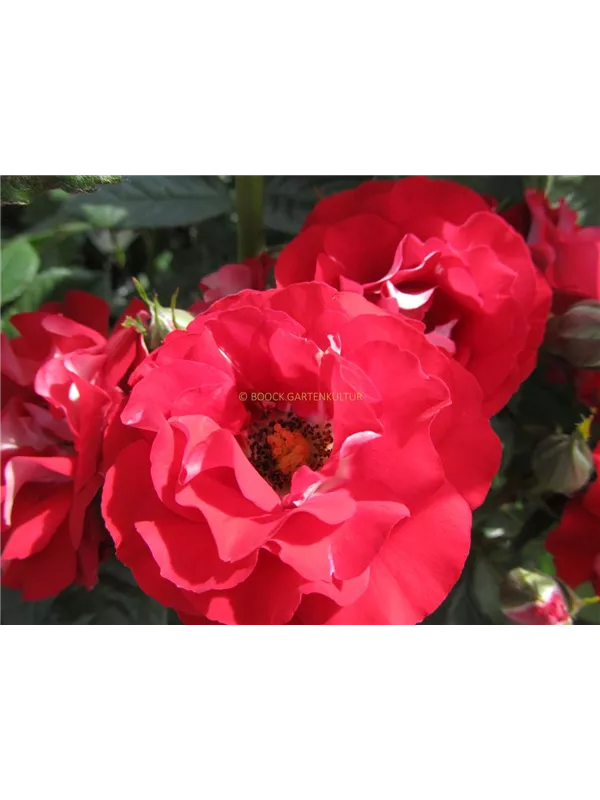 Beetrose 'Rose der Einheit'